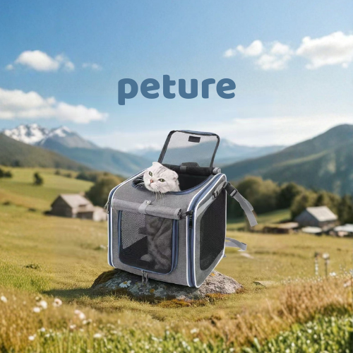 Why Cats Need to Go Out More