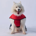 Sporty Belted Dog Coat with Fleece Lining