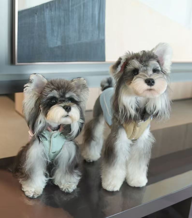 PawsitiveVibe Dog Vest