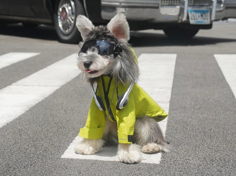 Classic Minimalist Windbreaker