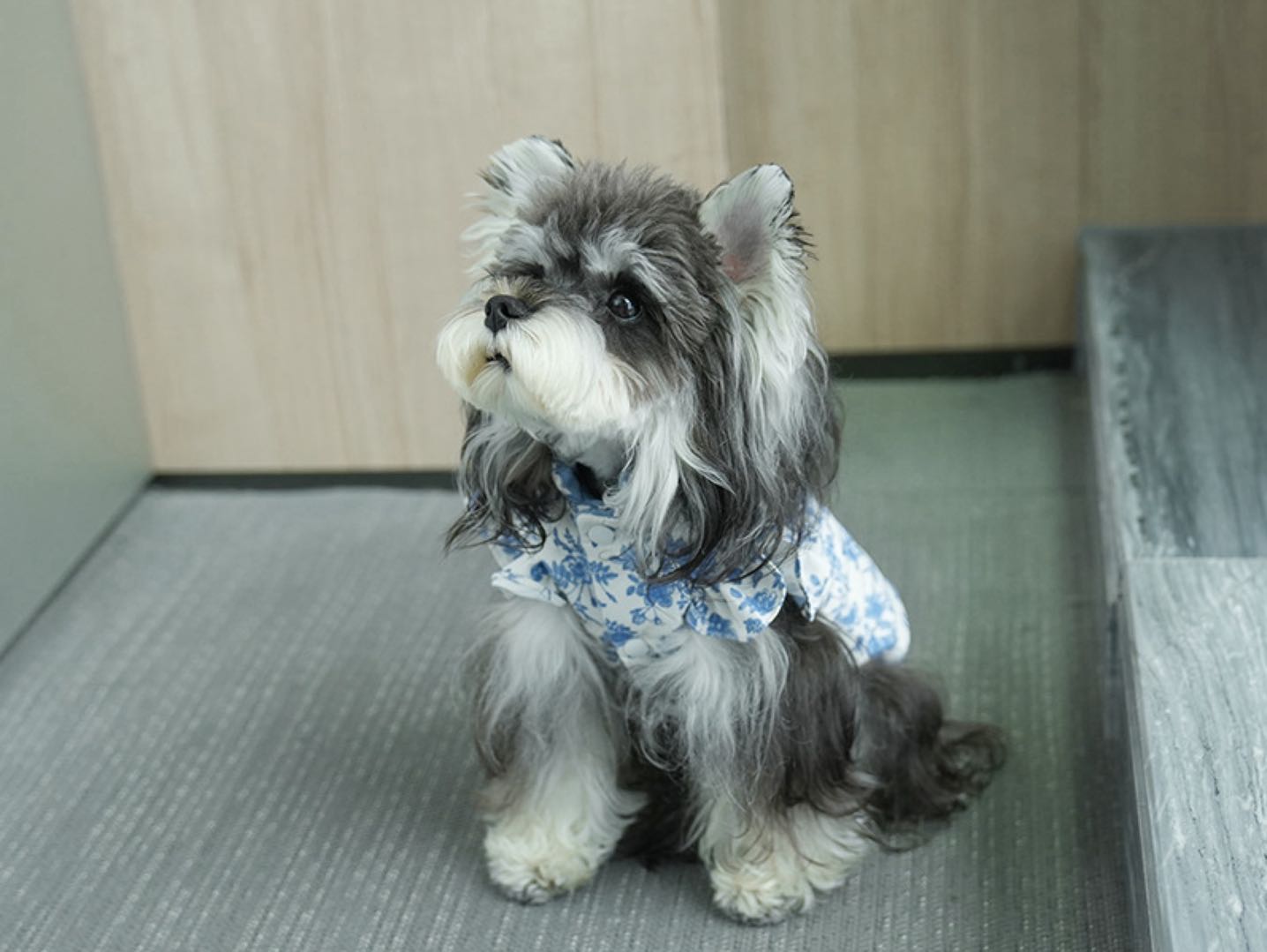 Blue Floral Dog Harness